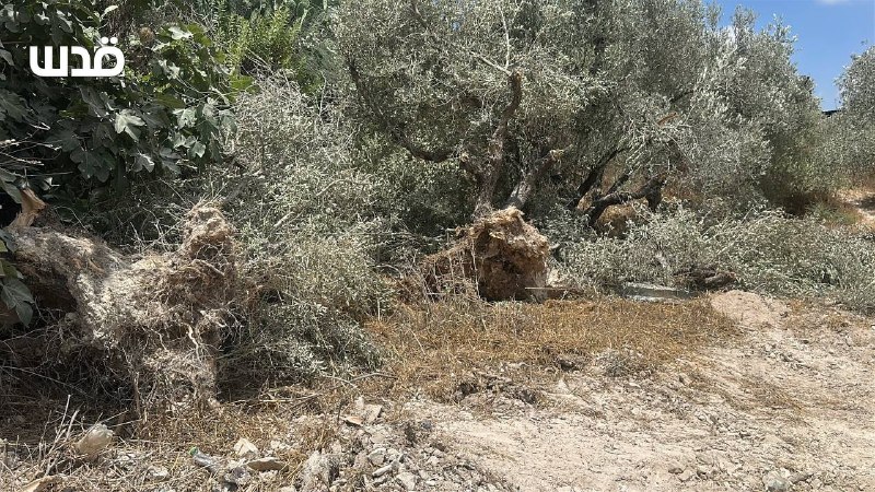 רשת חדשות ירושלים