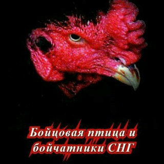 Бойцовая птица и бойчатники СНГ
