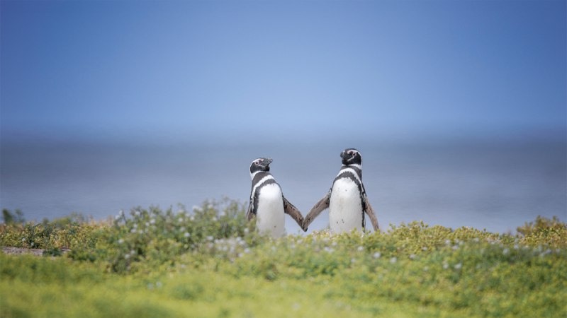 Look at these lovebirdsMagellanic penguins in the Falkland Islands (© Vicki Jauron, Babylon and Beyond Photography/Getty Images)