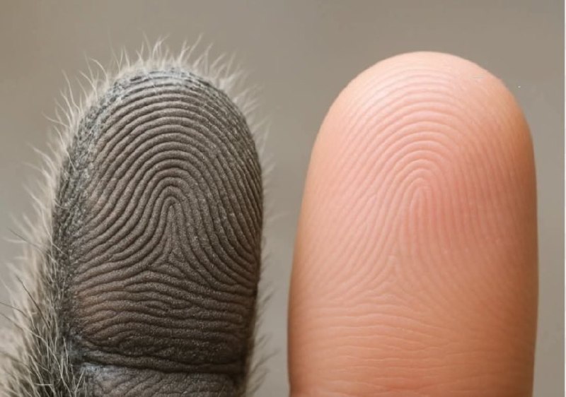 Koala fingerprints are almost identical to human ones.