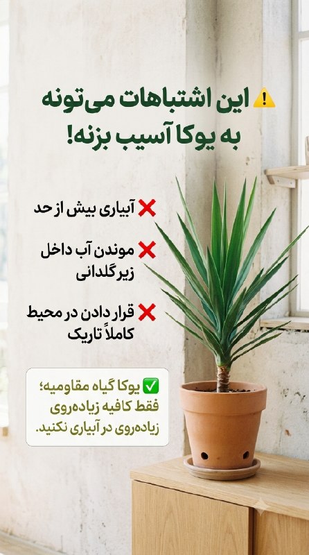 دنیای مادر و کودک(رشد و تغذیه کودک): ⚠️ این اشتباهات می‌تونه به یوکا آسیب بزنه!❌ آبیاری بیش از حد❌ موندن آب داخل زیرگلدانی❌ قرار دادن در محیط کاملاً تاریک✅ ی
