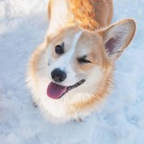 рулетики оптом