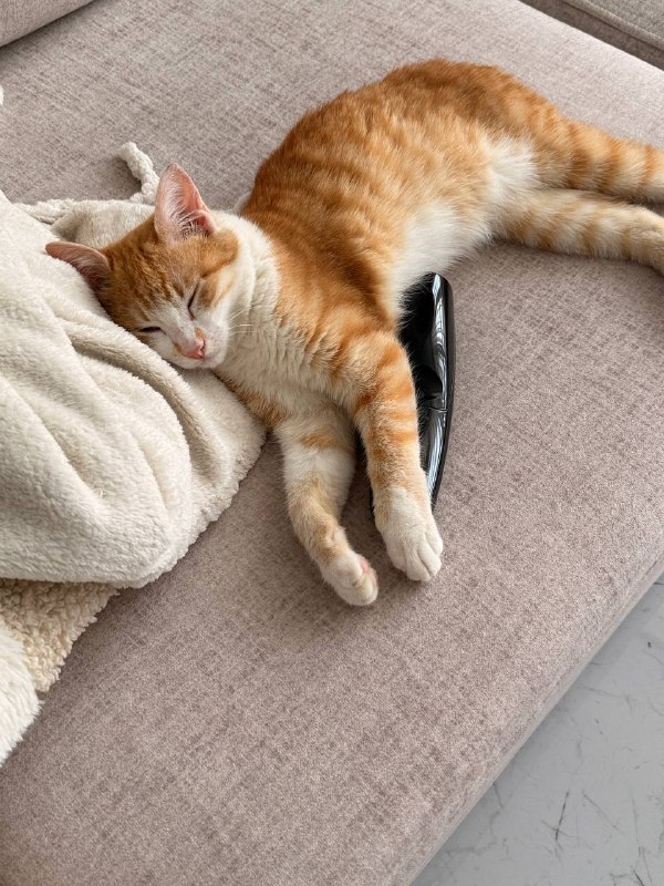 🐱 Ищем дом сладкому румяному пирожку 🥧 — фото 1