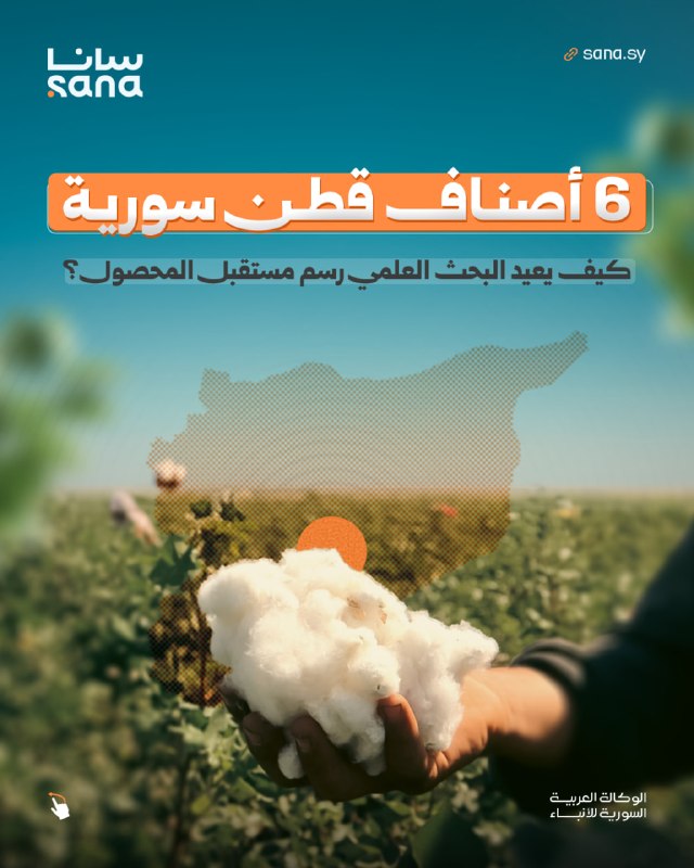 תוכניות שיפור גנטי ברשות הכללית למחקר חקלאי מדעי פועלות לפיתוח זני כותנה מקומיים שהם יצרניים יותר ובעלי יכו…