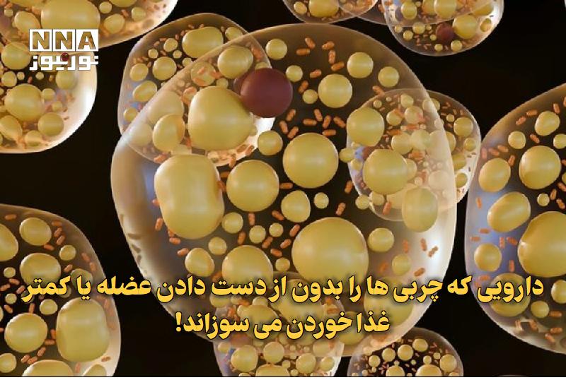 نورنیوز: ✅ دارویی که چربی‌ها را بدون از دست دادن عضله یا کمتر غذا خوردن می‌سوزاند!🔹 یک داروی آزمایشی باعث شده است که موش‌های چاق 