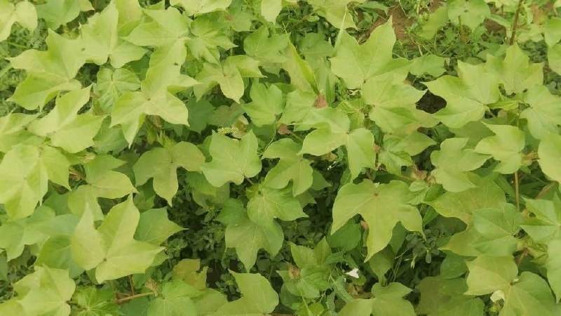 آخرین خبر یزد: ۱۲۰۰ مترمربع از اراضی زارچ زیر کشت پنبه رفت🔹مدیر جهاد کشاورزی شهرستان زارچ از اجرای موفق کشت پنبه در سطح یک هزار و ۲۰۰ م