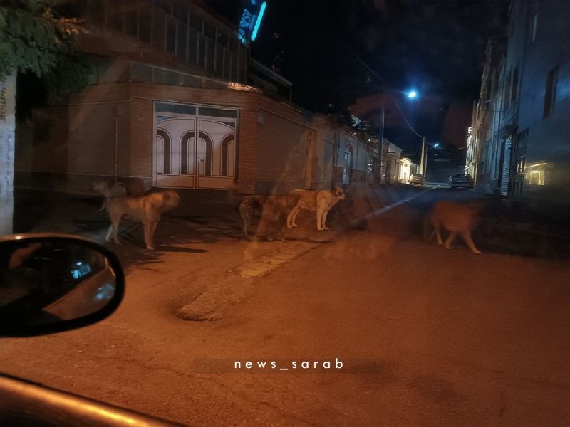 پایگاه خبری سراب نیوز: ⚠️ صدای شهروند | نگرانی از تردد گلهای سگهای ولگرد در خیابان گلها🔹یکی از شهروندان در پیامی به سراب نیوز از تردد گلهای