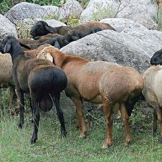 CHORVA BOZOR GURUHI