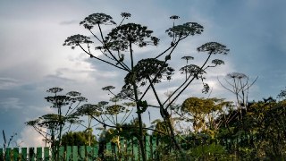 Власти запретили изымать у россиян участки исключительно из-за борщевика Правительство внесло поправки в правила признания земельных участков в России неиспользуемыми, пишут «Известия» В постановлении, которое вступило в силу 13 марта, отдельно прописано, 