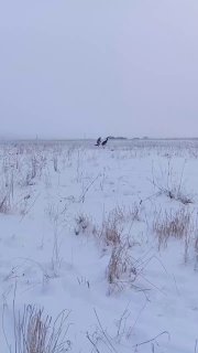 Страус сбежал с территории усадьбы «Заречье» в Ленинградской области, его ловили в сугробах несколько часов, рассказала «47news» хозяйка страуса Ирина Руденко.Инцидент произошел утром 6 января. Страуса удалось поймать и вернуть в усадьбу спустя семь часов,