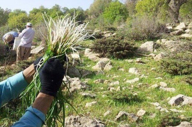 ایلام بیدار: 📸 ایلام؛ گنجینه گیاهان دارویی کشور🔹طولابی، رئیس سازمان جهاد کشاورزی ایلام: این استان با برخورداری از ۹ اقلیم جهانی و بیش