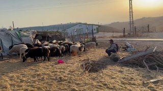 Settlers release their animals in Khirbat Umm al-Khir in Safar Yatta, south of Hebron