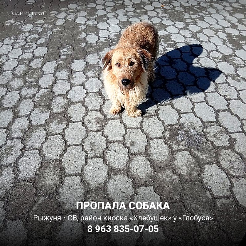 Пропал пёс Рыжуня

На Северо-Востоке, в районе киоска...
