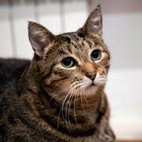 На кухне у кота Бориса (Rezny)