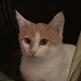 модный дом Александр Бурный