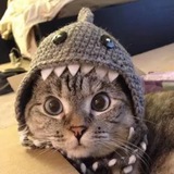 Shark Cat - Nala