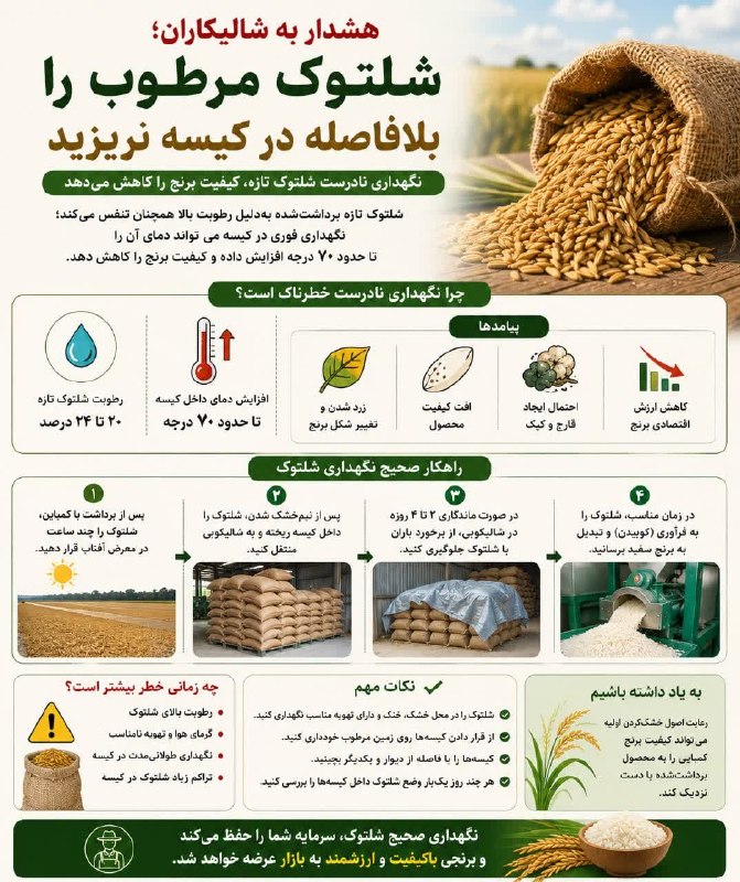 کانال خبری هشتدی: #اینفوگرافی#ِآموزش🌾 نگهداری صحیح شلتوک پس از برداشت🔺️ هشدار به شالیکاران: شلتوک مرطوب را بلافاصله در کیسه نریزید 👉 @gil8