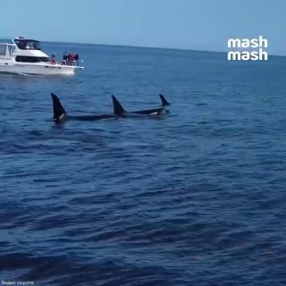 Косаточный бизнес на Камчатке погибает из-за 5–10 тысяч рублей. За этот ценник местные дельцы убивают своё дело, даже не понимая, что тем самым навсегда изгоняют млекопитающих из Авачинского залива.Со слов учёных, за день рядом с животными могут находиться