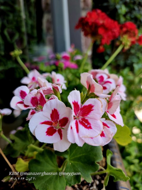 🌺میگون در گذر زمان🌺: صبحتون قشنگ و دلتون شادیک دنیا لبخندیک دل خرسند و یک صبح دلپسندبراتون آرزو میکنم ســـــــــــــــلام صبــــح بخیـــــــر