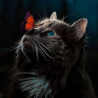 ᴡɪʟᴅ.ᴛʜᴇ♪ᴄᴀᴛs Telegram Group Link