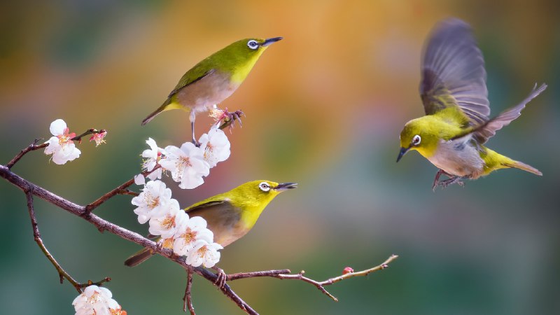 Where are these birds of a feather?Silvereyes with cherry blossoms, South Korea (© TigerSeo/Getty Images)