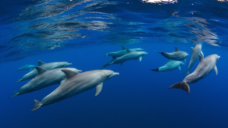 Have a fin-tastic dayDolphin pod near Réunion, overseas department of France, Indian Ocean (© Joost van Uffelen/Shutterstock)