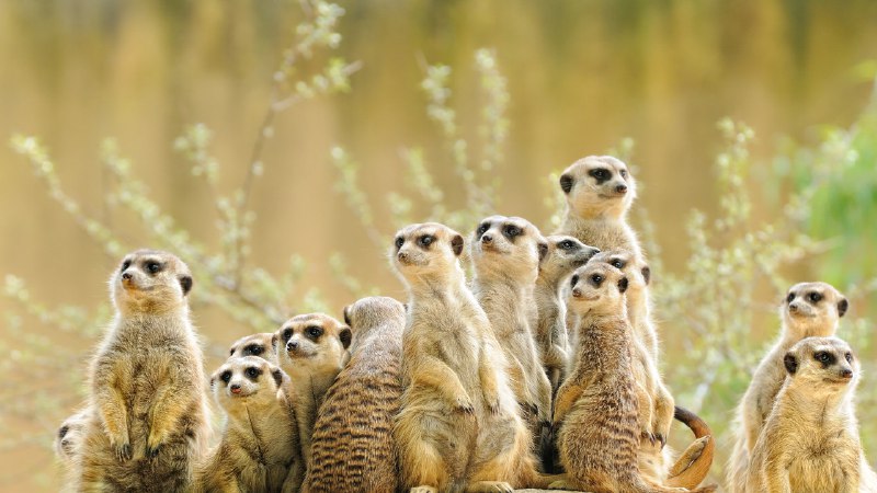 等等，谁在那儿？猫鼬家族 (© anetapics/Shutterstock)