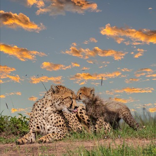 Wildlife Telegram Group Link