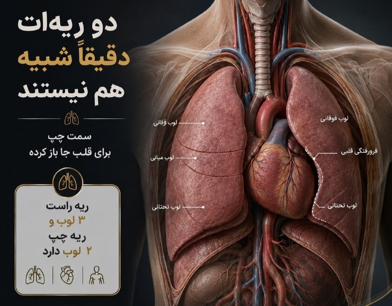 خبرازما: 🟡 ریه راست و چپ کاملاً شبیه هم نیستند🔸 بدن انسان همیشه متقارن نیست. ریه راست سه لوب دارد، اما ریه چپ دو لوب دارد و بخشی 