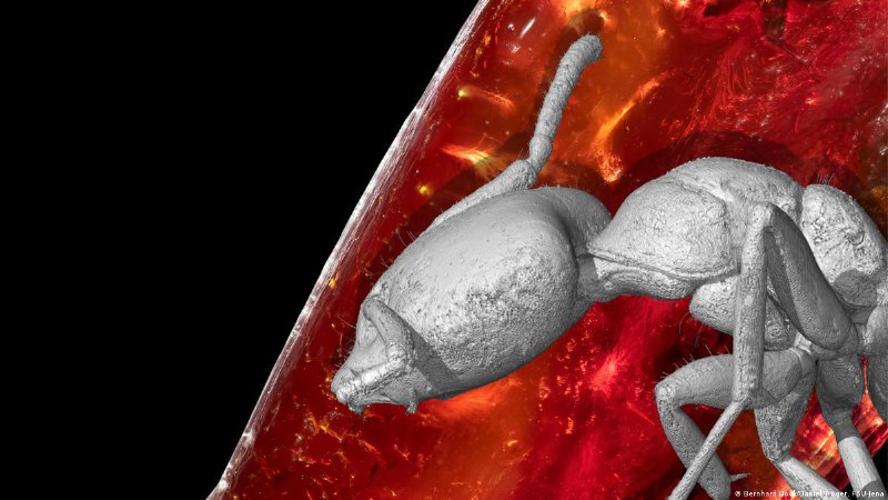 Этому муравью более 40 млн лет. Его окаменелости нашли в Германии в янтарной коллекции ГетеИоганн Вольфганг фон Гете не только писал много поэзии и прозы, но и занимался морфологией. Он собрал небольшую коллекцию янтаря из Балтийского региона. И вот недавн