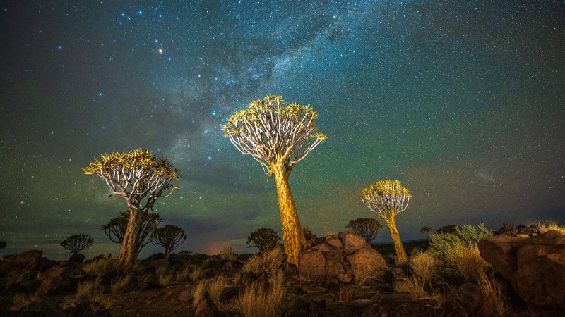 Quivering under starlightQuiver trees under the Milky Way, Keetmanshoop, Namibia (© Wim van den Heever/naturepl.com)