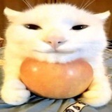 shits and giggles [🍎🐱]