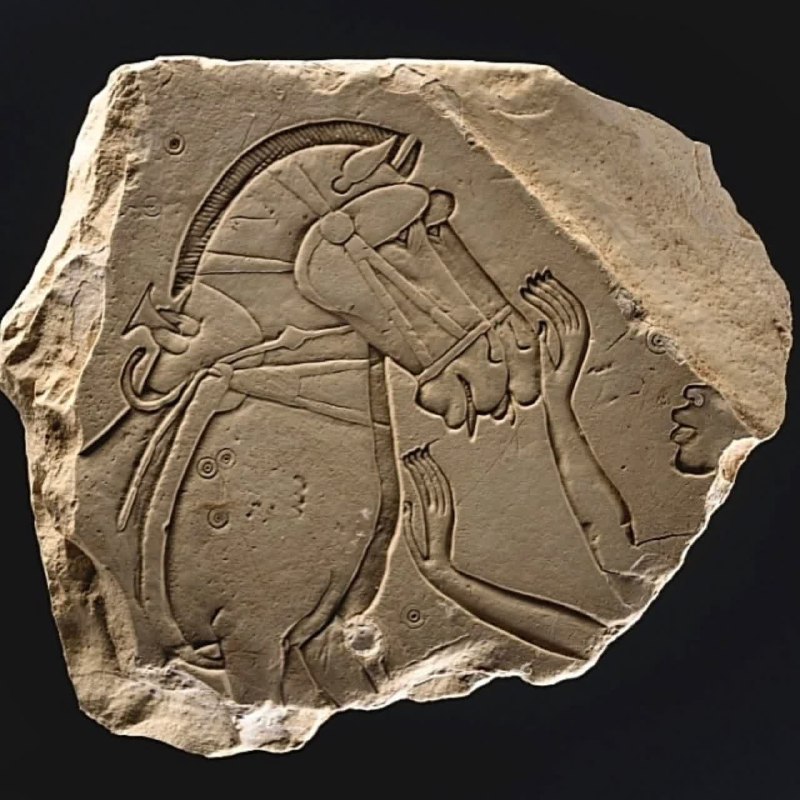 کارگاه طنز و تاریخ: 🐎 نقش یک سوارکار نوبی در مصر باستان🏺 این نقش‌برجسته زیبا از جنس سنگ آهک، مردی نوبی را در حال مراقبت از دو اسب نشان می‌ده