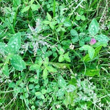 За траву и листву 🌱