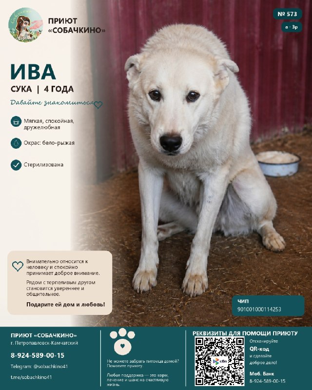 Ива ищет дом. ❤️
Светлая Ива с мягким...