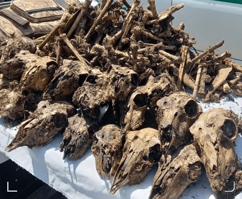 اخبار مهم: 📸کشف ۴۱ جمجمۀ آهو از چاه آبی در شاهینشهر🔴فرمانده انتظامی شاهینشهر: ۲ شکارچی غیرمجاز که در یک سال گذشته بیشاز ۵۰ آهو ر