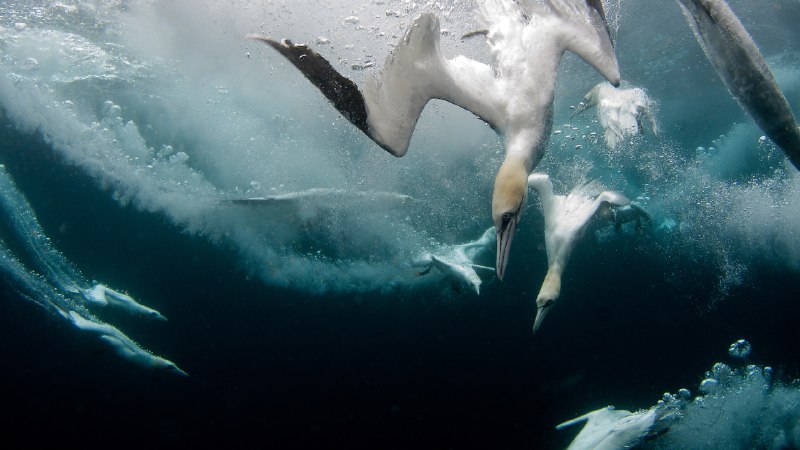 Flash, splash, then snackNorthern gannets diving for fish, Shetland Islands, Scotland (© Richard Shucksmith/Minden Pictures)