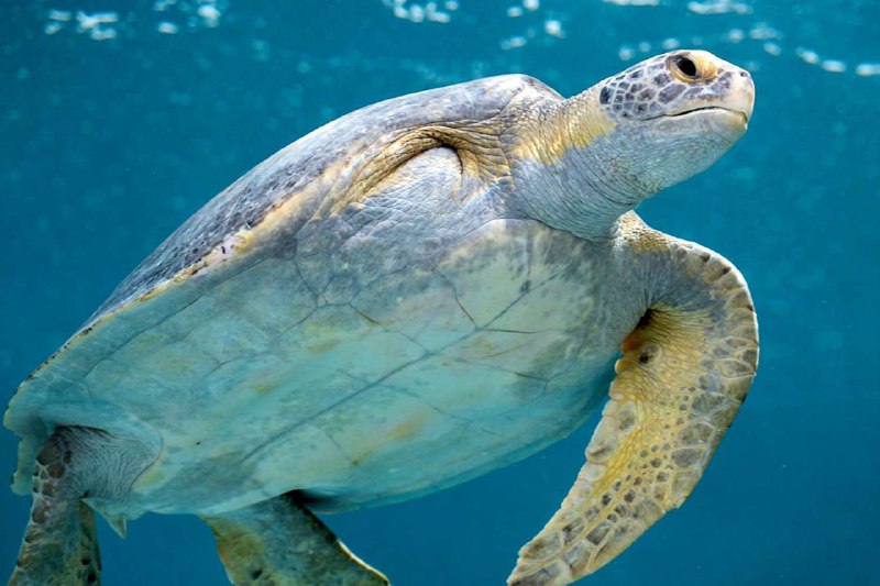 Черепаха по кличке Поркчоп вернулась в море после тяжелой травмыСотрудники Тихоокеанского океанариума помогли калифорнийской морской черепахе по кличке Поркчоп вернуться в море. Под присмотром специалистов она прошла полный курс годовой реабилитации, говор