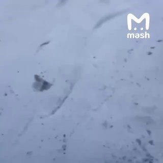 Бешеная лиса едва не растерзала девушку в Омской области — спас сосед с палкой, выбежавший на улицу. Лесная бродяга напала на прохожую в городе Калачинске этим утром. Девушка звала на помощь, из дома выбежал сосед Вячеслав с палкой. Лисицу удалось ликвидир