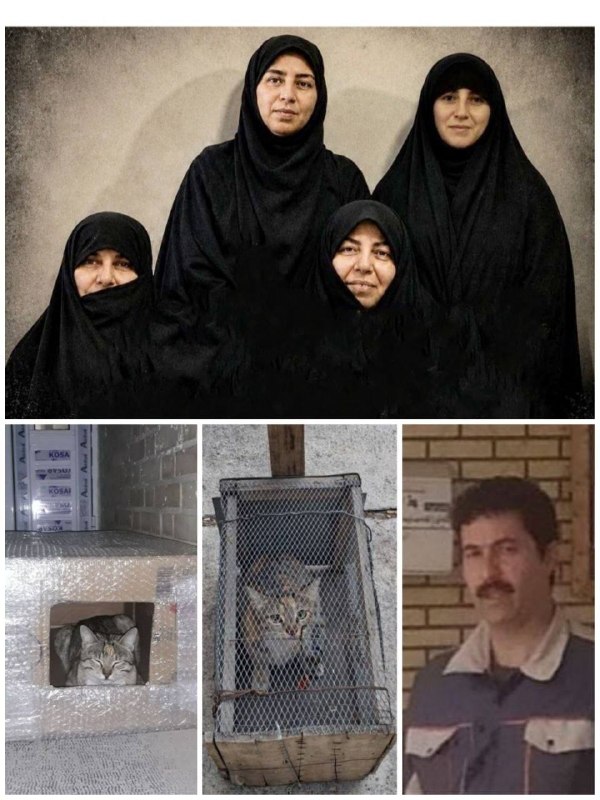 توییتر الزهرا: گربه‌های خوابگاه دانشگاه الزهرای تهران کجا رفتند؟در یک سال و نیم گذشته و بویژه پس از نبود دانشجویان دانشگاه الزهرای تهرا