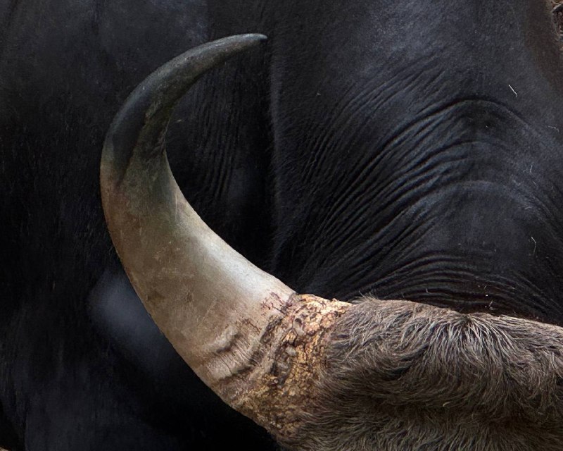 Зоопарк Кхао Кхео Это не просто место для знакомства с животным миром, а настоящий сафари-парк и источник вдохновения для тех, кто ищет новые идеи для творчества. Прогуливаясь среди экзотических животных и ярких птиц, невозможно не заметить, как у каждого из них своя особенная жизнь — настоящая история, разворачивающаяся прямо перед глазами, как захватывающий сериал. Все эти существа, такие разные по характеру и внешности; каждый по-своему удивительно красив и уникален.Их окраску можно интерпретировать в модных концепциях, создавать уникальные образы, которые отражают гармонию природы и моды. Это сочетание дикости и утонченности, силы и красоты, которое хочется запечатлеть в кадре.Модные съемки, вдохновленные животными, становятся настоящим искусством, где каждая деталь — от текстур и силуэтов до цветовых сочетаний — рассказывает свою историю. Ведь кто, как не природа, может быть так безупречна в поиске новых трендов?Посещение зоопарка напоминает, как важно быть в поиске вдохновения вокруг, ведь каждый момент может стать источником для создания уникальных образов, наполненных естественной красотой.Зоопарк Кхао Кхео Это не просто место для знакомства с животным миром, а настоящий сафари-парк и источник вдохновения для тех, кто ищет новые идеи для творчества. Прогуливаясь среди экзотических животных и ярких птиц, невозможно не заметить, как у каждого из них своя особенная жизнь — настоящая история, разворачивающаяся прямо перед глазами, как захватывающий сериал. Все эти существа, такие разные по характеру и внешности; каждый по-своему удивительно красив и уникален.Их окраску можно интерпретировать в модных концепциях, создавать уникальные образы, которые отражают гармонию природы и моды. Это сочетание дикости и утонченности, силы и красоты, которое хочется запечатлеть в кадре.Модные съемки, вдохновленные животными, становятся настоящим искусством, где каждая деталь — от текстур и силуэтов до цветовых сочетаний — рассказывает свою историю. Ведь кто, как не природа, может быть так безупречна в поиске новых трендов?Посещение зоопарка напоминает, как важно быть в поиске вдохновения вокруг, ведь каждый момент может стать источником для создания уникальных образов, наполненных естественной красотой.