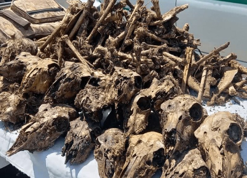 کانال مشرق: 📣کشف ۴۱ جمجمۀ آهو از چاه آبی در شاهینشهر🔺فرمانده انتظامی شاهینشهر: ۲ شکارچی غیرمجاز که در یک سال گذشته بیشاز ۵۰ آهو ر