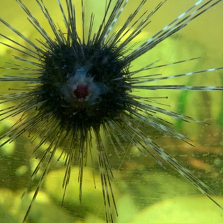 CY Marine Biology Telegram Group Link