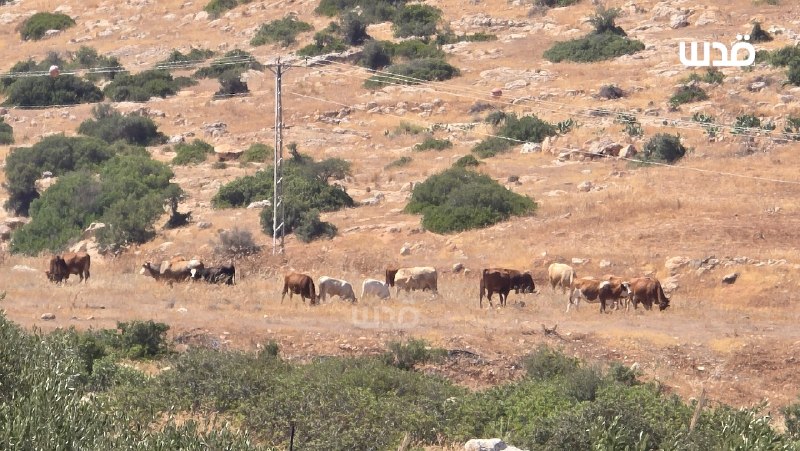 רשת חדשות ירושלים
