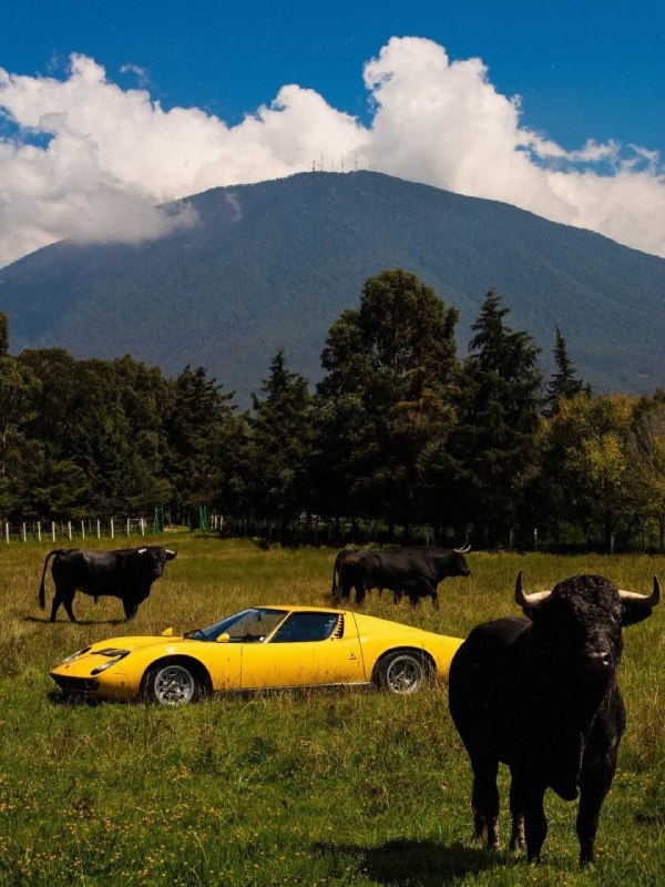 В сети оживили ещё один легендарный итальянский логотип — того самого быка Lamborghini. Символ бренд