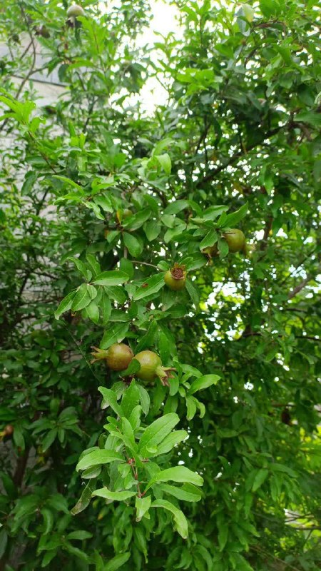 کانال آسیابسر: 🌱 هر روز خود را با بِسْمِ اللَّـهِ الرَّحْمَـٰنِ الرَّحِيمِ آغاز کنید.⏳امروز #دوشنبه ۲ شهریور ماه ۱۴۰۵ ▫️آغاز هفته دولت 