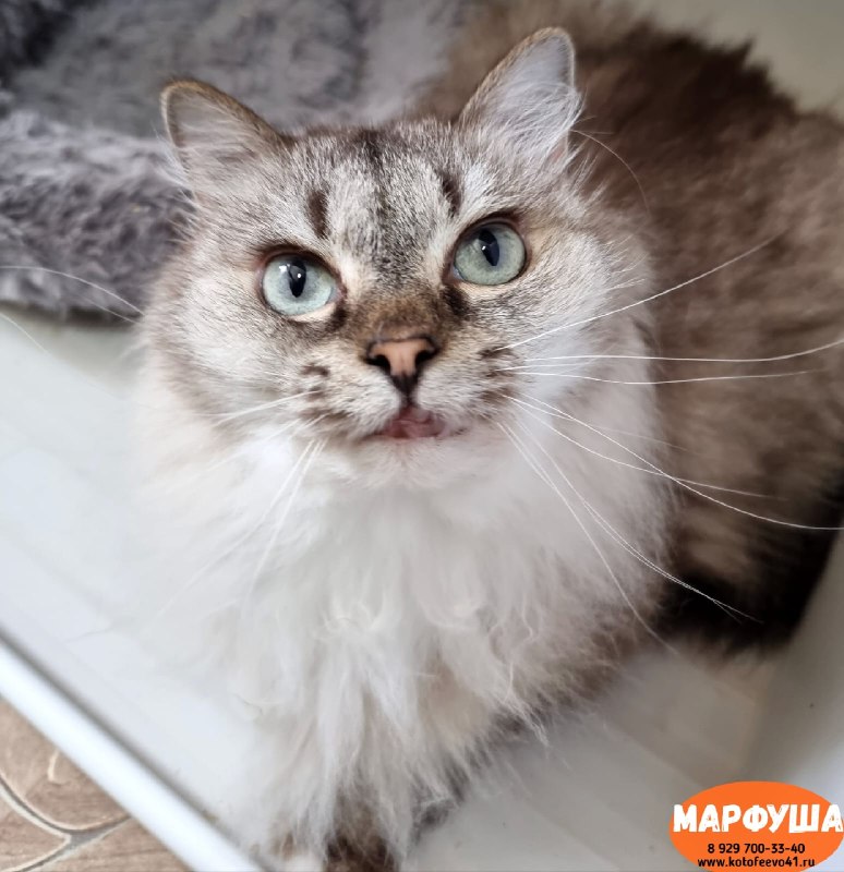 Кошечка *Марфуша*
Пушистая красотка...