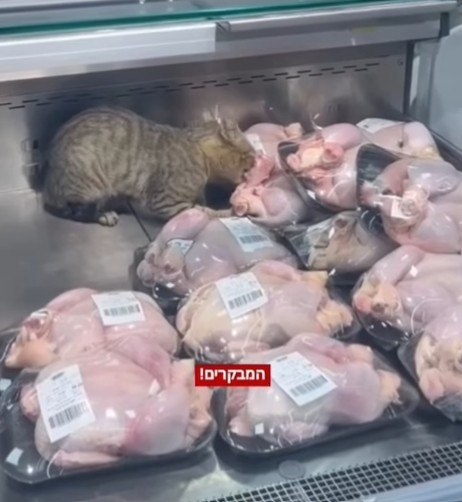 הלקוחות נדהמו: חתול מנשנש את הבשר ברשת הסופר הענקית >> bit.ly/4fwnbyO