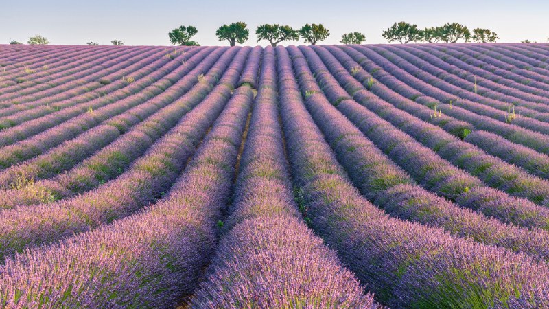 Sea of purpleLavender rows, Plateau de Valensole, Provence, France (© Robert Harding/Shutterstock)
