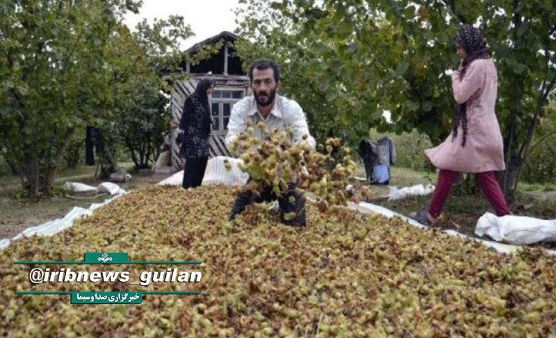 شبکه باران: 🔷رتبه نخست #گیلان در تولید فندق🔶رئیس سازمان جهاد #کشاورزی گیلان از برداشت ۲۹ هزار تن فندق امسال از باغهای استان خبر داد